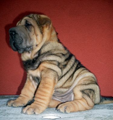SHAR-PEI kolykok igényesebbeknek