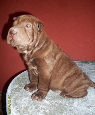 SHAR-PEI kolykok igényesebbeknek