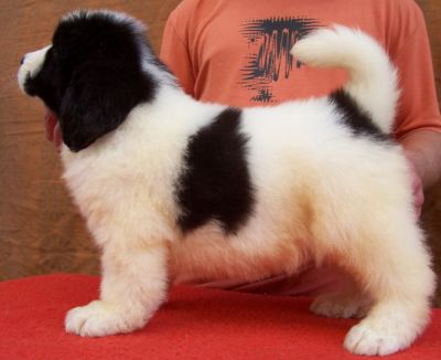 Landseer kölykök, kiskutyák