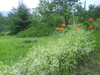 pécs szabolcs faiu szürte ut 15