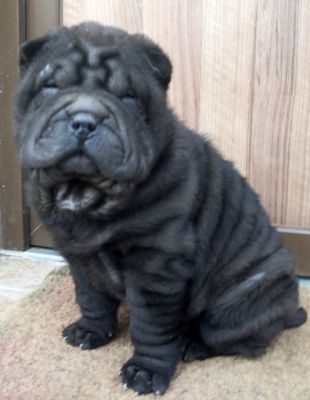 Fekete SHAR-PEI fiúk eladók
