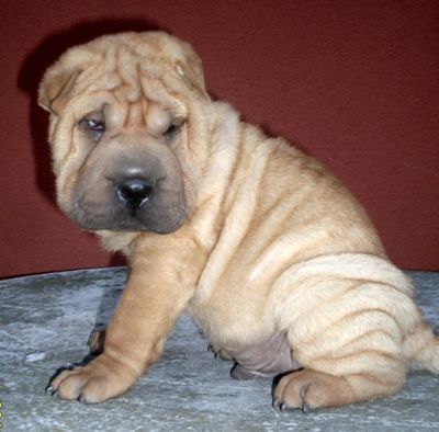 SHAR-PEI kolykok igényesebbeknek