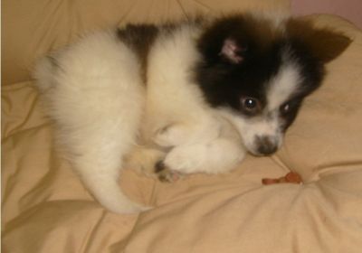 Eladó spitz kutyus