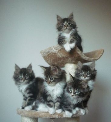 Maine Coon Kiscicák 