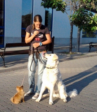 Kutyakiképzés-Családi kutya