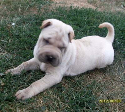 SHAR-PEI kolykok igényesebbeknek