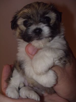 Bishon havanese kisfiú