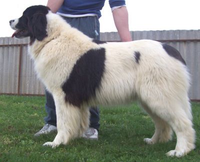 Landseer kölykök, kiskutyák