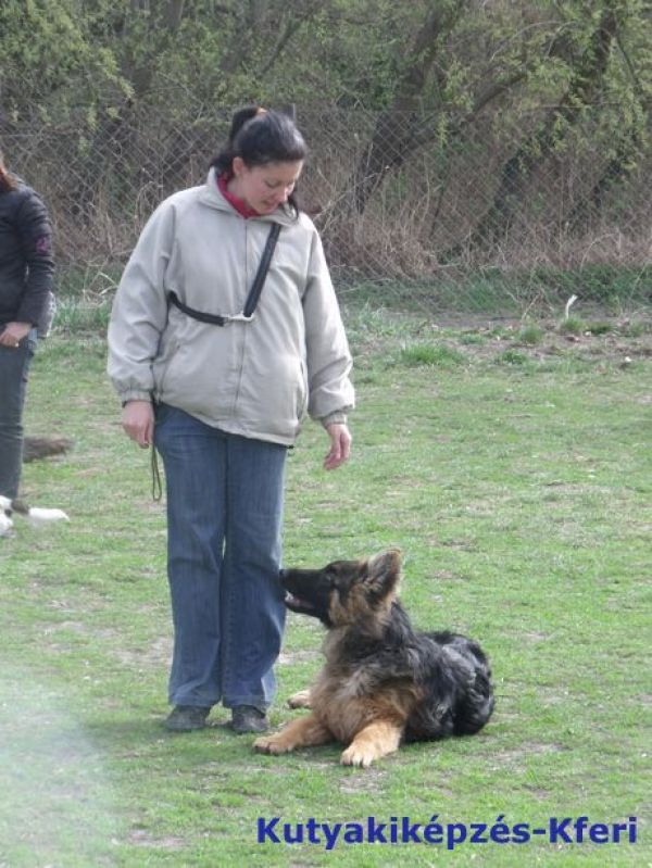 Kutyakiképzés, oktatás, szocializálás, engedelmességre nevelés Budapesten
