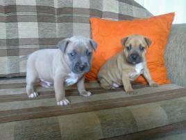 Amstaff kölykök eladók