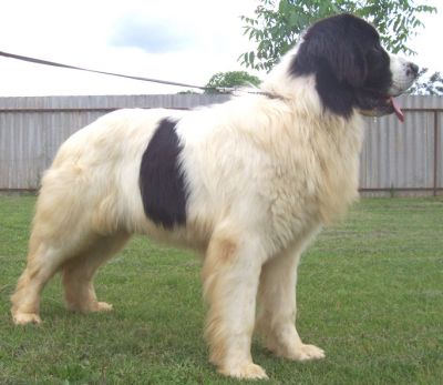 Landseer kölykök, kiskutyák