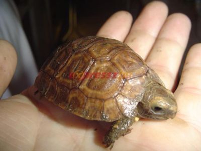 közönséges zsanérteknős