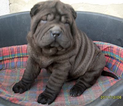 Fekete SHAR-PEI fiúk eladók