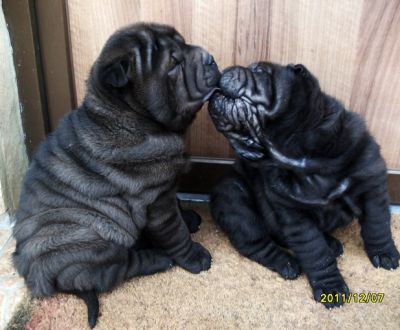 Fekete SHAR-PEI fiúk eladók