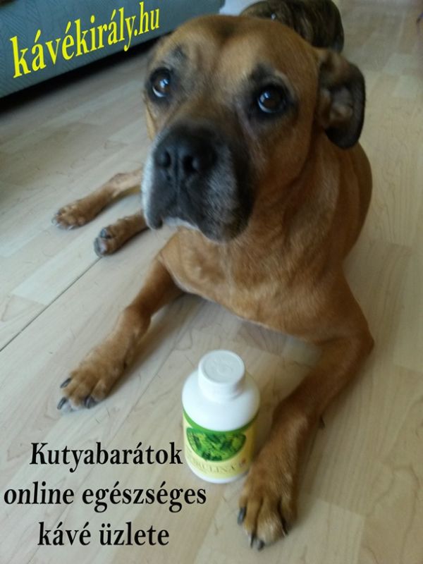 Kutyabarátok kávés MLM  üzlete