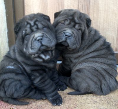 Fekete SHAR-PEI fiúk eladók