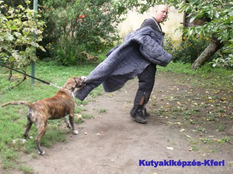 Kutyakiképzés, oktatás, szocializálás, engedelmességre nevelés Budapesten