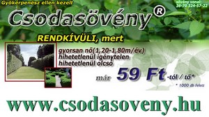 Sövénykerítések