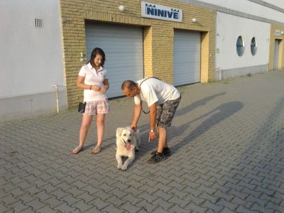 Kutyakiképzés-Végh Tamás