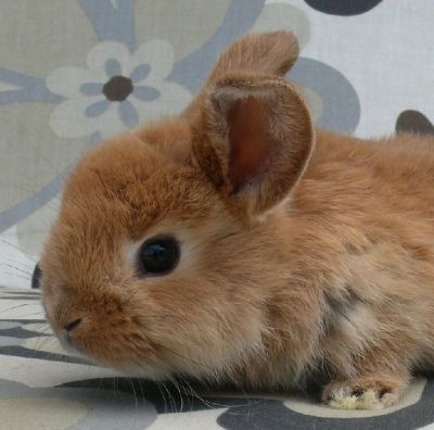 Lógófülü,kosorrú sima és oroszlán Győr