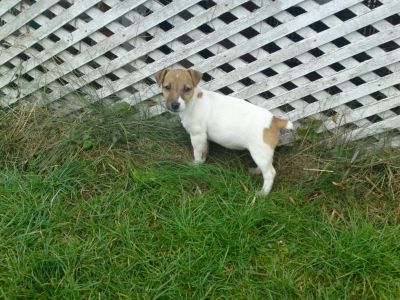 Jack Russell Terrier kölykök eladók