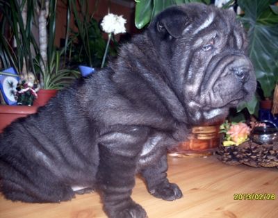 SHAR-PEI kislány