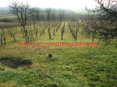 Medina-Szőlőhegyen szőlőterület tanyával eladó