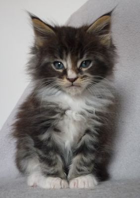 Gyönyörű maine Coon