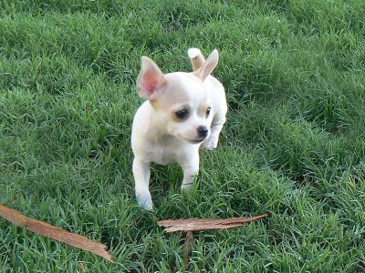 A végső fanyar $ apró chihuahua kölykök!