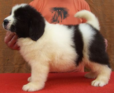 Landseer kölykök, kiskutyák
