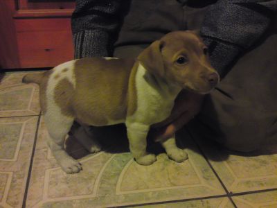 Jack Russell Terrier kölykök eladók
