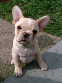 francia bulldog kiskutyák látni