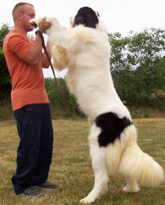 Landseer kölykök, kiskutyák