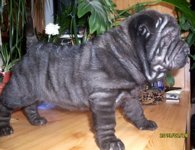 SHAR-PEI kislány