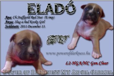 Staffordshire Bull Terrier kan kiskutyák eladók!