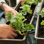 Kertész osztrák állás