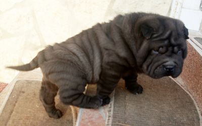Fekete SHAR-PEI fiúk eladók