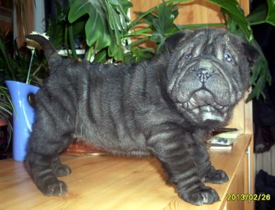 SHAR-PEI kislány