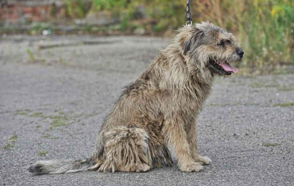 Kaukázusi keverék kan tanyát vagy telepet keres