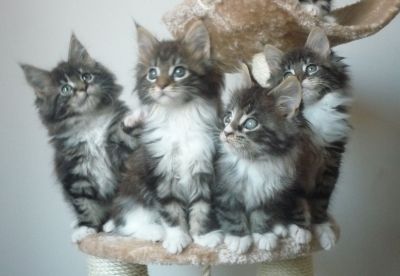 Maine Coon Kiscicák 