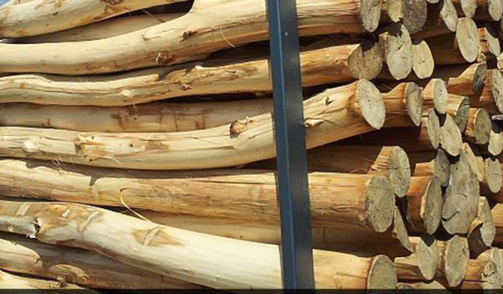 Akác fa oszlop eladó!