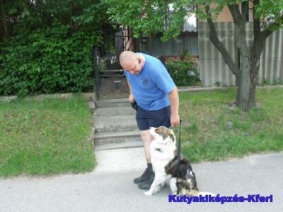 Kutyakiképzés-Kferi