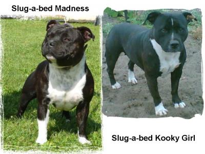 Staffordshire Bull Terrier kiskutyák eladók!