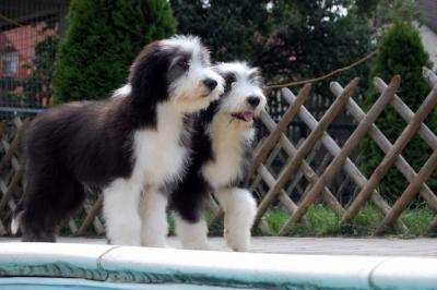 BEARDED COLLIE KÖLYKÖK INTERCHAMPION SZÜLÕKTÕL ELADÓK