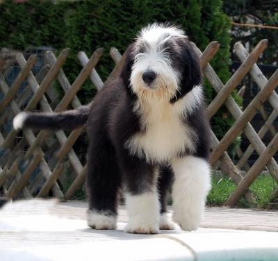 BEARDED COLLIE KÖLYKÖK INTERCHAMPION SZÜLÕKTÕL ELADÓK