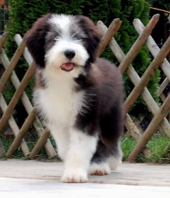BEARDED COLLIE KÖLYKÖK INTERCHAMPION SZÜLÕKTÕL ELADÓK
