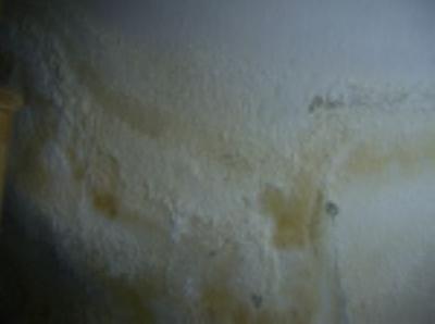 Penész, gomba, salétrom? Oldjuk meg!