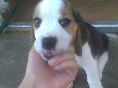 beagle kiskutyák eladok