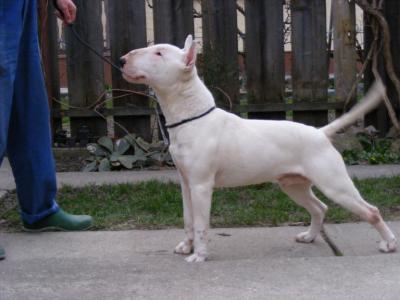 Bullterrier fehér szinû, impozáns megjelenésû kanomat fedeztetésre ajánlom!