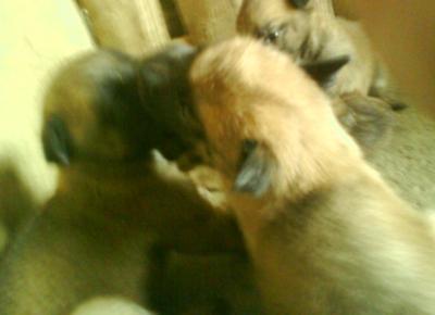 Eladó malinois (belga juhász) jelképes áron &amp;#8212; Kisvárda